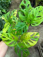 Monstera adansonii Aurea Variegata - Bijzonder!, Huis en Inrichting, Ophalen of Verzenden