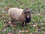 Mooie bruine ouessant dek ram, Dieren en Toebehoren, Mannelijk, Schaap, 0 tot 2 jaar