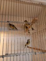 Te koop zwartkop sijsjes  koppel en1man, Meerdere dieren, Geringd