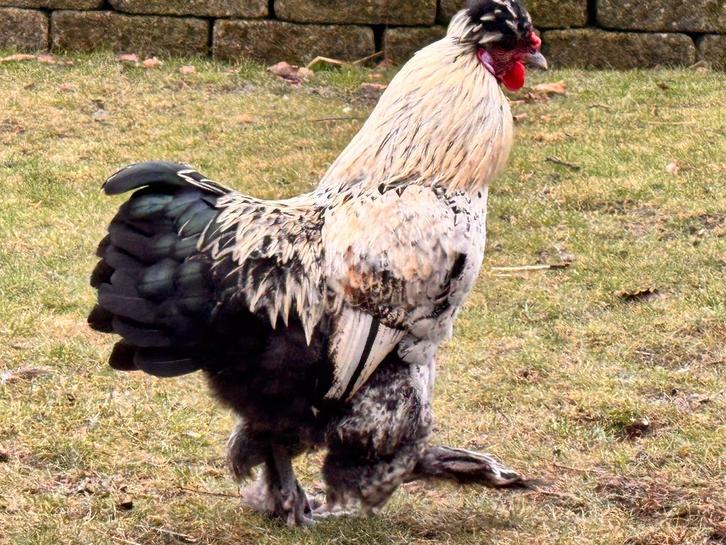 Hanen USA Zijdenhoender kriel, Dieren en Toebehoren, Pluimvee, Kip, Mannelijk