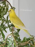 Zoek Wilg wilgen treurwilg omg. Roosendaal Nispen Essen, Tuin en Terras, Haardhout, Minder dan 3 m³, Ophalen of Verzenden