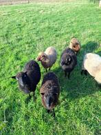 Te koop Ouessant lammeren, Dieren en Toebehoren, Schapen, Geiten en Varkens, Vrouwelijk, Schaap