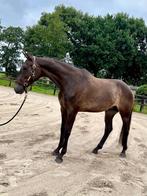 Knappe ruin (Apache x Lancet) – M1 geklasseerd, Dieren en Toebehoren, Gechipt, Ruin, M, Dressuurpaard