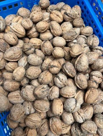 Verse Walnoten droog beschikbaar voor biedingen