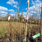 Magnolia, Ophalen, Volle zon, Overige soorten