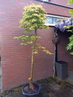 Acer palmatum katsura, Overige soorten, Ophalen