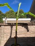 bananen boom, Tuin en Terras, Planten | Bomen, Bloeit niet, Overige soorten, 100 tot 250 cm, Ophalen