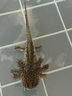 Baby Axolotl Wildkleur- diverse kleurcombinaties, Dieren en Toebehoren, Amfibie, 0 tot 2 jaar