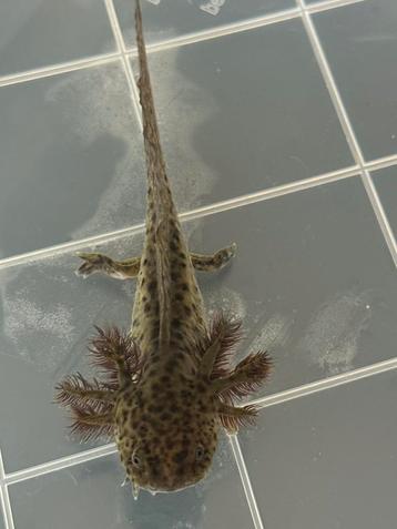 Baby Axolotl Wildkleur- diverse kleurcombinaties beschikbaar voor biedingen