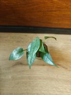 Amydrium medium silver plantjes/stekjes, Ophalen of Verzenden, Halfschaduw, Minder dan 100 cm