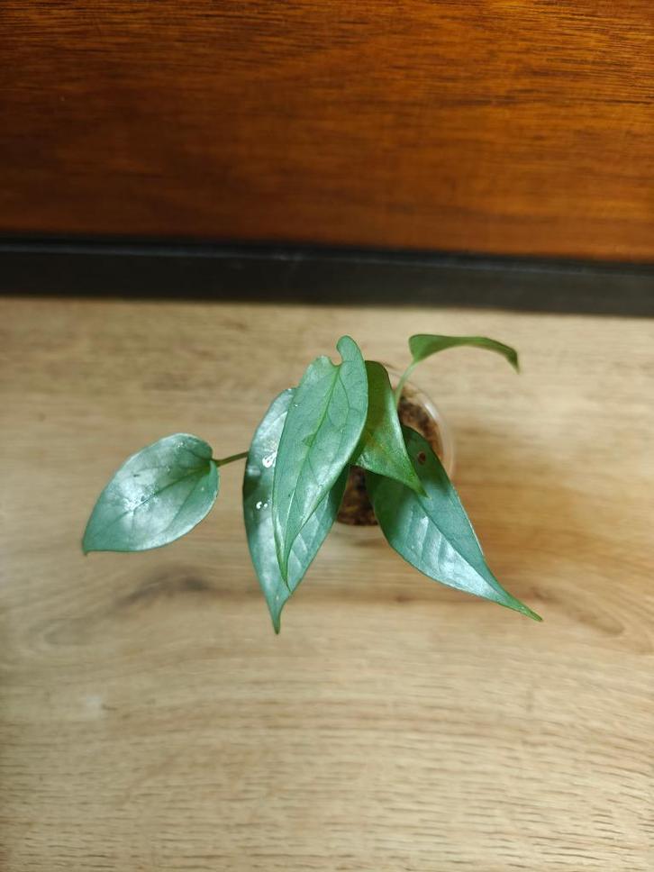 Amydrium medium silver plantjes/stekjes, Huis en Inrichting, Kamerplanten, Minder dan 100 cm, Halfschaduw, Ophalen of Verzenden