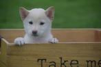 Shiba inu pups 3 verschillende kleuren 💖💖💖, Dieren en Toebehoren, Rabiës (hondsdolheid), 15 weken tot 1 jaar, Overige rassen