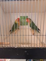 Agapornissen rosecollies, Meerdere dieren, Dwergpapegaai of Agapornis