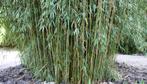 Gezocht bamboe, Tuin en Terras, Vaste plant, Overige soorten, Ophalen