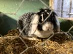 Leuke konijnen, Dieren en Toebehoren, Konijnen, Vrouwelijk, Middelgroot, Hangoor, 3 tot 5 jaar