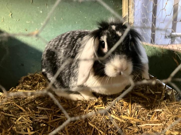 Leuke konijnen, Dieren en Toebehoren, Konijnen, Middelgroot, Vrouwelijk, 3 tot 5 jaar, Hangoor