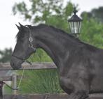 3 jarige friese merrie V.Bikkel, Dieren en Toebehoren, Paarden, Merrie, Dressuurpaard, 3 tot 6 jaar, 160 tot 165 cm