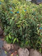 Portugese laurier, prunus lusitanica angustifolia 60-80, Tuin en Terras, Planten | Struiken en Hagen, Ophalen, Laurier, Haag, Minder dan 100 cm