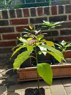 Avocado plant gratis, Ophalen, Zomer