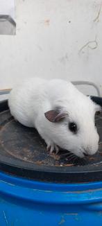 Cavia beertje, Dieren en Toebehoren, Cavia, Mannelijk, Mei, Tam