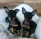 Prager Rattler, Dieren en Toebehoren, Honden | Chihuahua's en Gezelschapshonden, Rabiës (hondsdolheid), 15 weken tot 1 jaar, Overige rassen
