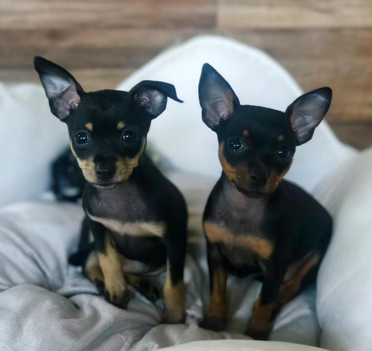 Prager Rattler, Dieren en Toebehoren, Honden | Chihuahua's en Gezelschapshonden, Teef, Overige rassen, Fokker | Hobbymatig, Meerdere