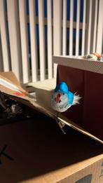 Antieke kerstbal parkiet met klemveer, Ophalen of Verzenden, Gebruikt