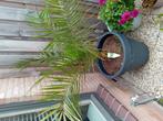 Mooie phoenix palm.( zonder zwarte pot), Ophalen, Bloeit niet, Overige soorten, Volle zon