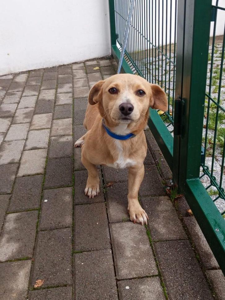 Waar mag deze vriendelijke jonge man Skippy komen wonen?, Dieren en Toebehoren, Honden | Niet-rashonden, Klein, Reu, Particulier