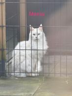 Maine coon kittens XXL, Dieren en Toebehoren, Katten en Kittens | Raskatten | Langhaar, Meerdere dieren
