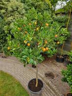Kumquat Fortunella japonica, Ophalen, Zomer, Overige soorten, Volle zon