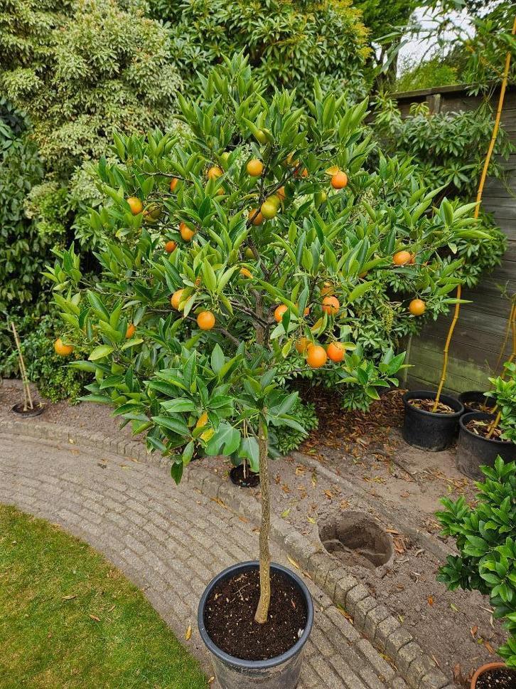 Kumquat Fortunella japonica, Tuin en Terras, Planten | Tuinplanten, Overige soorten, Volle zon, Zomer, Ophalen