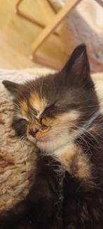 Kittens van een halflangharige , kruising, Dieren en Toebehoren, Meerdere dieren, Gechipt