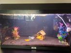 Aquarium 60x30x30, Ophalen, Zo goed als nieuw, Gevuld zoetwateraquarium