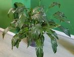 Set 4 plantenpotten met oa Spathiphyllum en pannenkoekplant, Huis en Inrichting, Kamerplanten, Ophalen, Overige soorten, Minder dan 100 cm