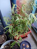 Bamboe, Tuin en Terras, Ophalen, Bamboe