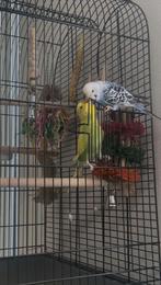 Koppel grasparkieten, Dieren en Toebehoren, Vogels | Parkieten en Papegaaien, Meerdere dieren, Parkiet