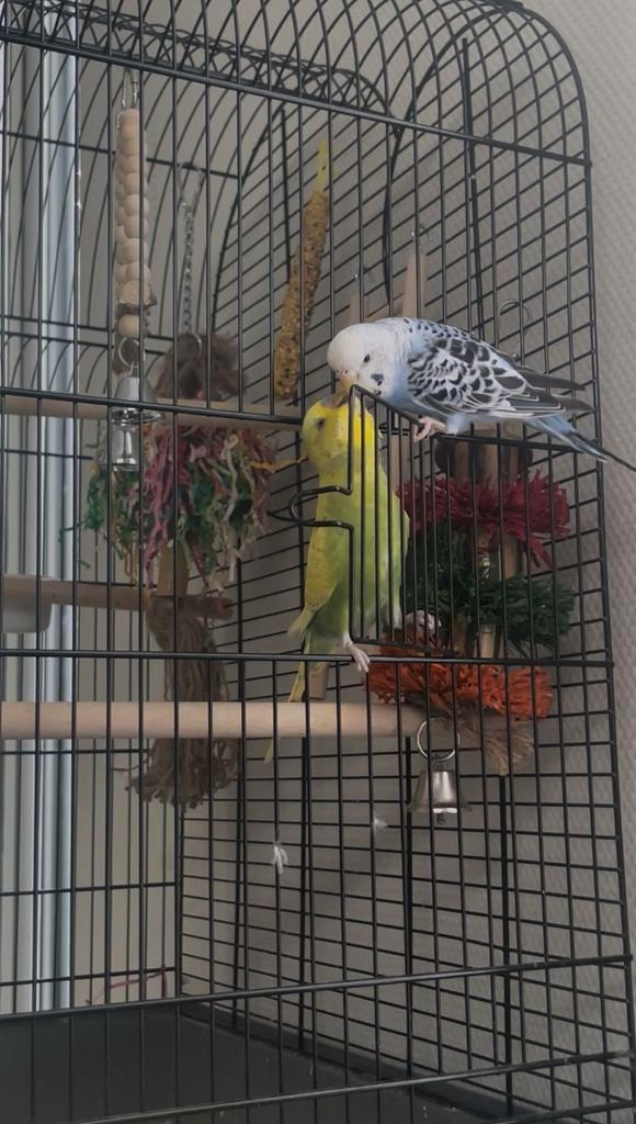 Koppel grasparkieten, Dieren en Toebehoren, Vogels | Parkieten en Papegaaien, Parkiet, Meerdere dieren