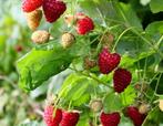 Biologische herfst frambozen planten, Tuin en Terras, Planten | Tuinplanten, Ophalen