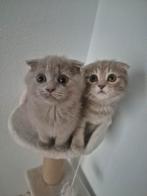 2 kittens moeder is britse korthaar en vader scottish, Dieren en Toebehoren, Katten en Kittens | Raskatten | Korthaar, Meerdere dieren