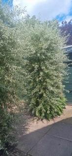 Treurpeer/Sierpeer Pyrus salicifolia Pendula 3 stuks, Tuin en Terras, Planten | Bomen, Ophalen, Overige soorten