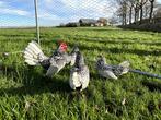 Sebright kippen gesekst, geringd, ingeënt Zilverzwartgezoomd, Dieren en Toebehoren, Pluimvee, Vrouwelijk, Kip