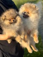 Pomeriaan puppy mini teefje *BEARFACE* FCI stamboom*****, Dieren en Toebehoren, Honden | Poolhonden, Keeshonden en Oertypen, 8 tot 15 weken