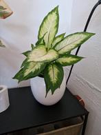 Prachtige dieffenbachia inclusief witte ronde pot., Ophalen, Overige soorten, Halfschaduw, In pot