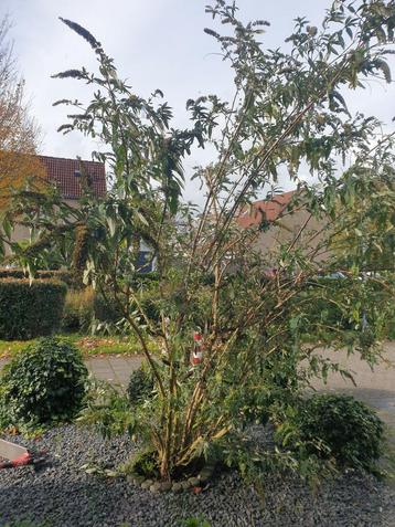 Gratis paarse grote vlinderstruik  beschikbaar voor biedingen