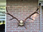 Prachtig Edelhert Gewei Jacht Trofee Mancave Jacht Hut d29, Ophalen, Hert, Gewei of Kop