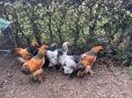 Jonge Brahma haantjes, Dieren en Toebehoren, Mannelijk, Kip