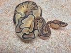 Python regius enchi clown 66% het desert ghost vrouw, Dieren en Toebehoren, Reptielen en Amfibieën, Slang, 0 tot 2 jaar