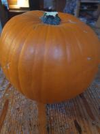 grote oranjepompoen voor stMaarten, Muziek en Instrumenten, Snaarinstrumenten | Gitaren | Akoestisch, Ophalen of Verzenden, Overige typen