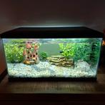Vissen aquarium, Dieren en Toebehoren, Vissen | Aquaria en Toebehoren, Ophalen, Zo goed als nieuw